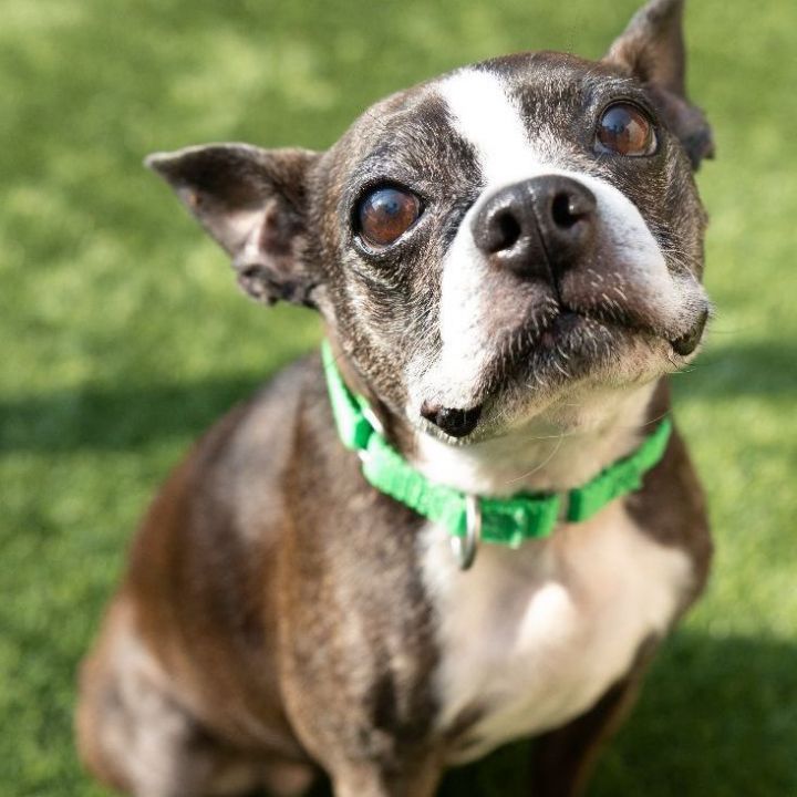 Jasmine, an adopted Boston Terrier in Naperville, IL_image-1
