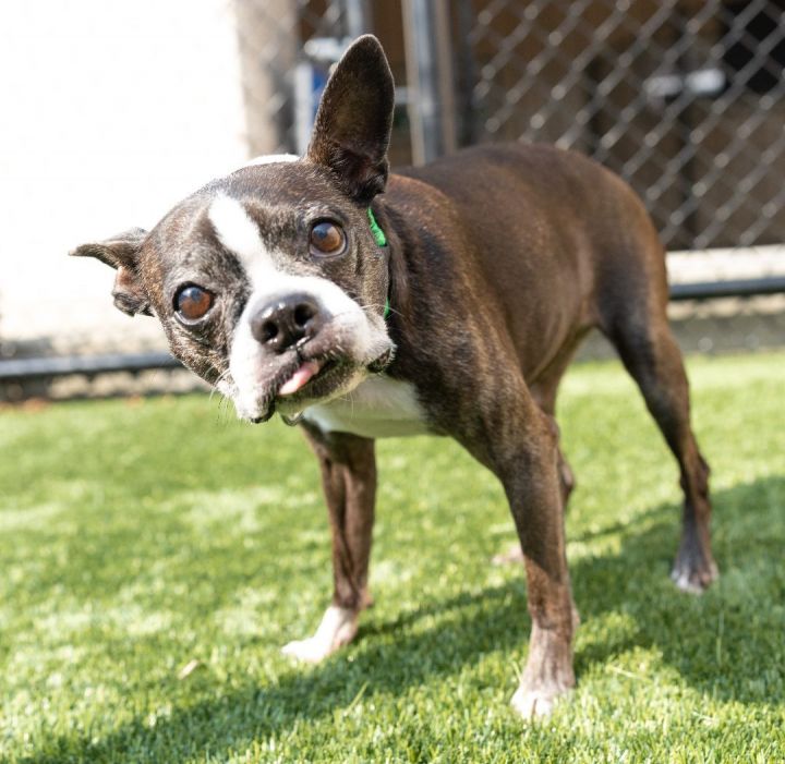 Jasmine, an adopted Boston Terrier in Naperville, IL_image-2