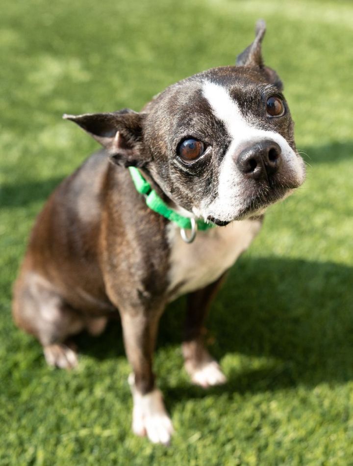 Jasmine, an adopted Boston Terrier in Naperville, IL_image-4