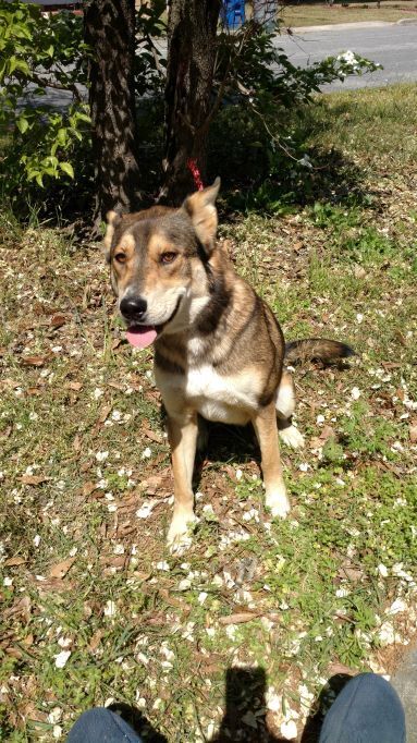 Tank, an adoptable German Shepherd Dog, Husky in Selma, NC, 27576 | Photo Image 1