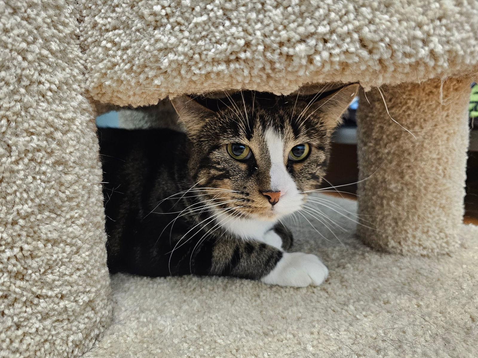 Watson IC, an adoptable Domestic Short Hair in Cedar Rapids, IA, 52405 | Photo Image 1
