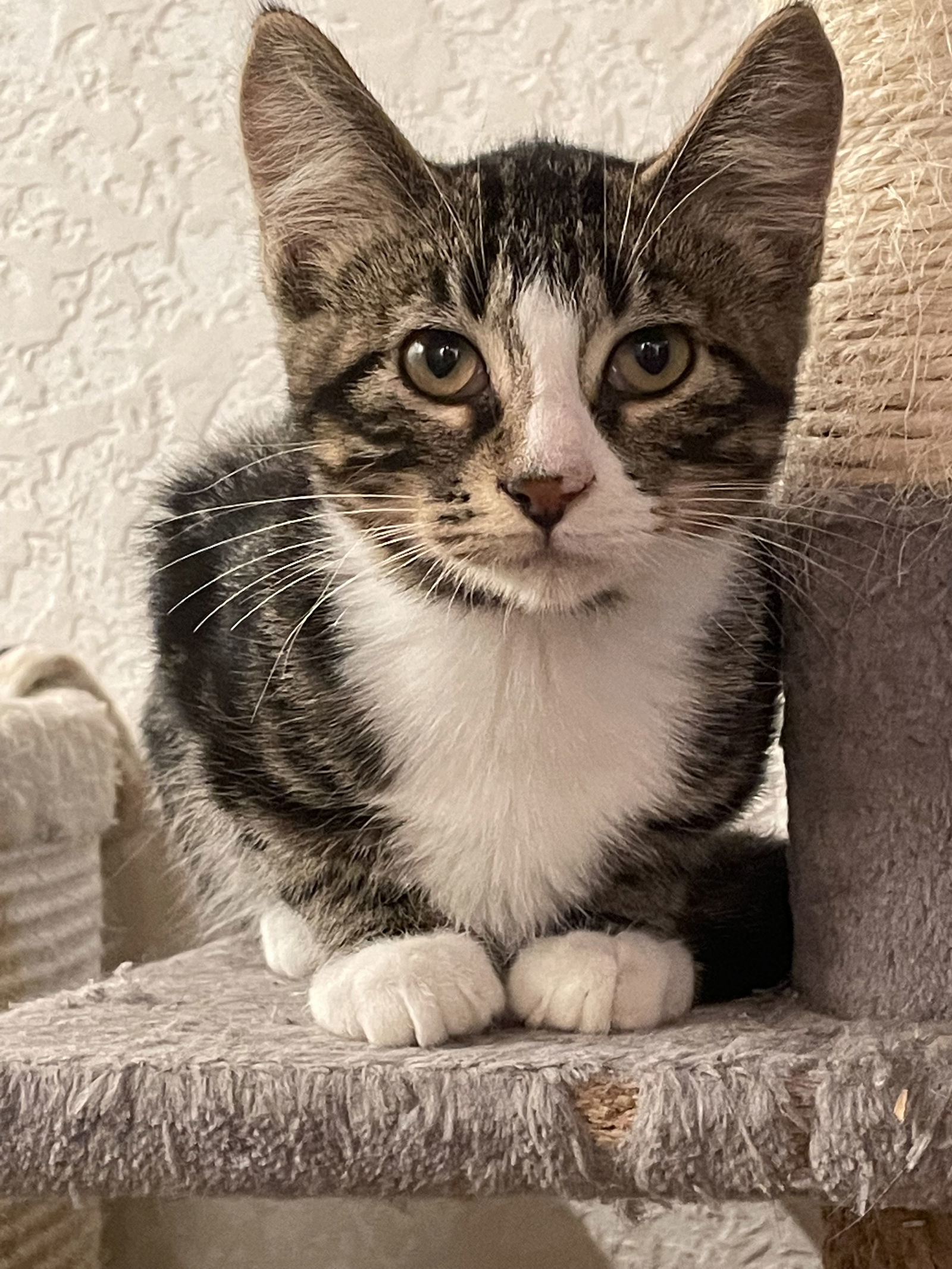 Watson IC, an adoptable Domestic Short Hair in Cedar Rapids, IA, 52405 | Photo Image 2