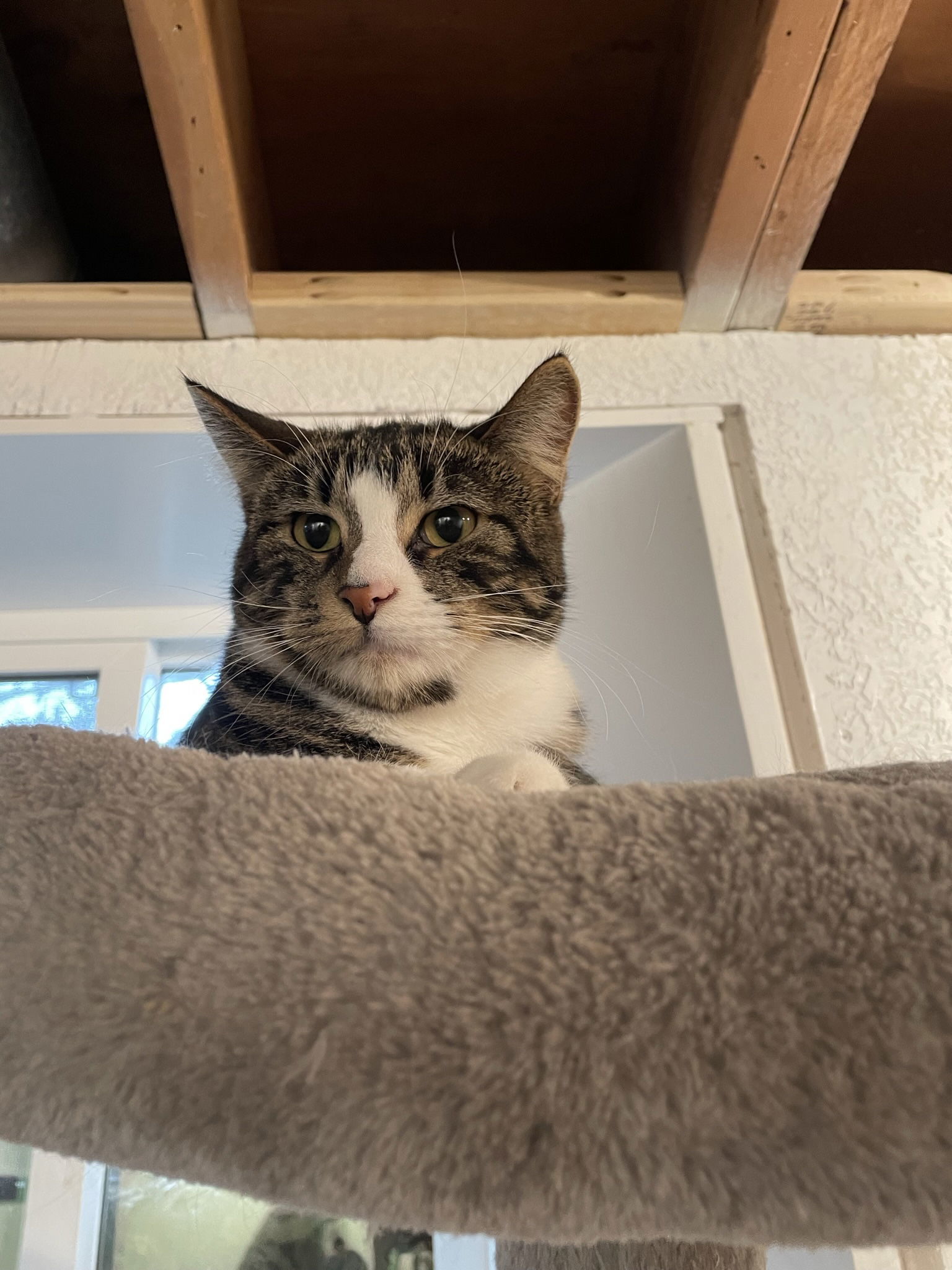 Watson IC, an adoptable Domestic Short Hair in Cedar Rapids, IA, 52405 | Photo Image 2