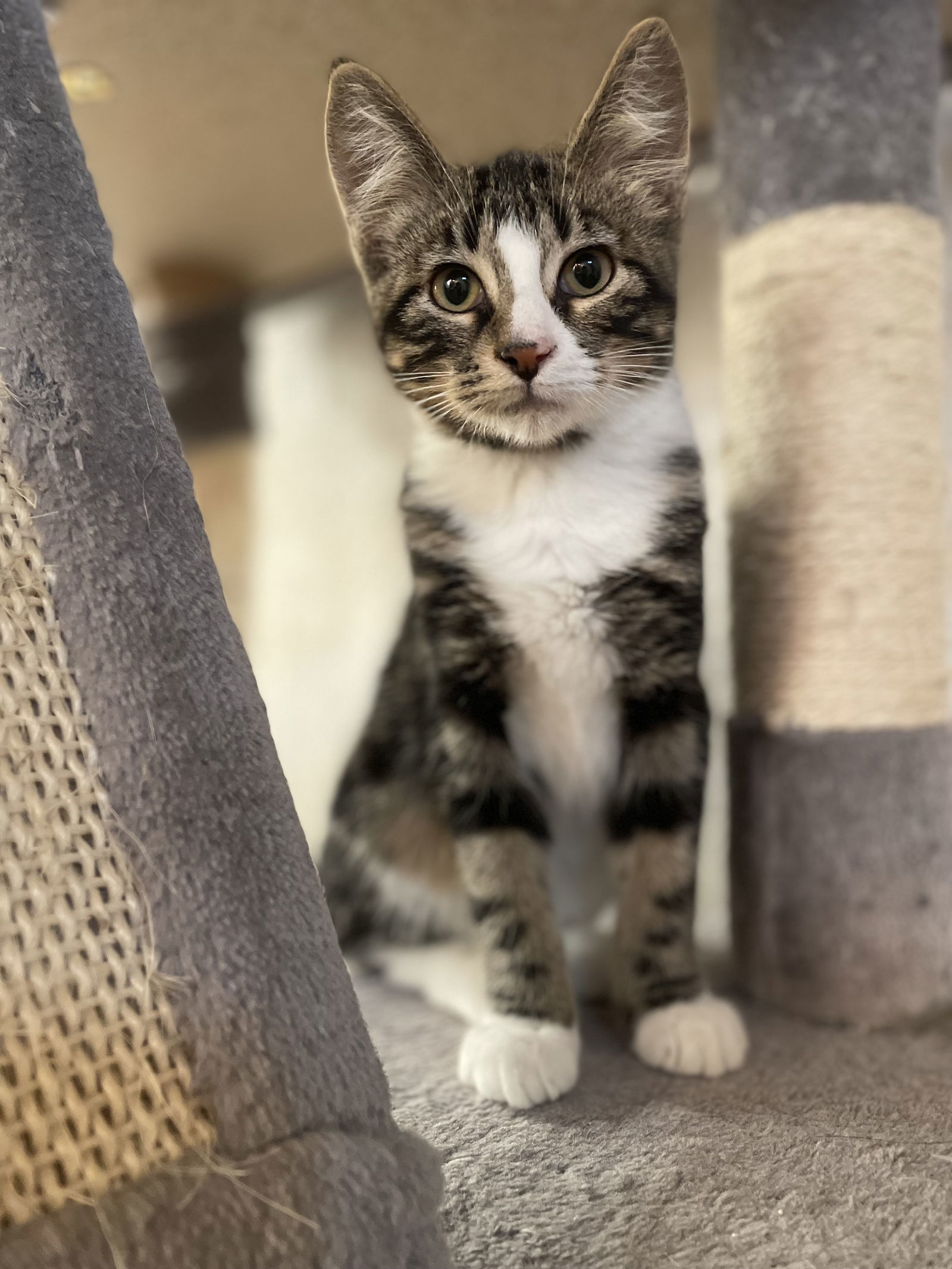 Watson IC, an adoptable Domestic Short Hair in Cedar Rapids, IA, 52405 | Photo Image 3