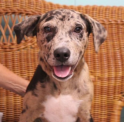Katy, an adopted Catahoula Leopard Dog Mix in Clear Lake, IA_image-1