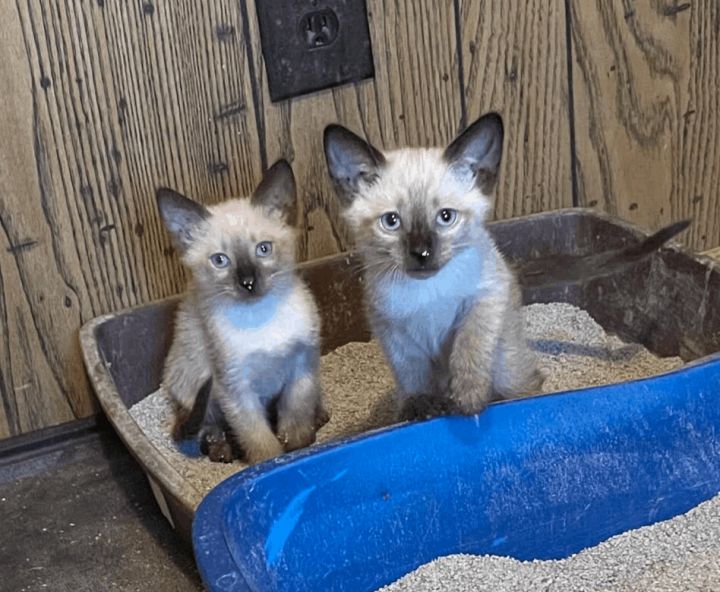 Kit-Kat & Snickers (boys), an adoptable Siamese in Williamsburg, NM_image-2