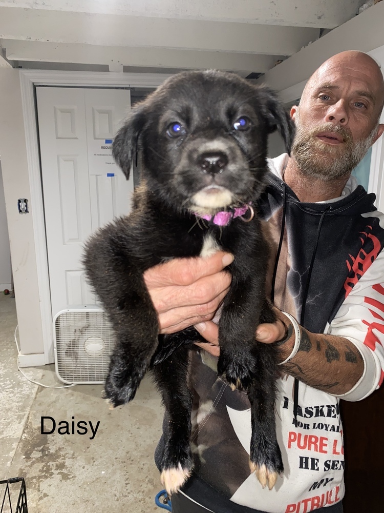 Daisy (Disney Litter)