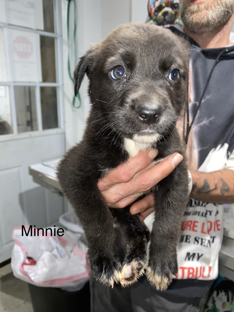 Minnie (Disney Litter)