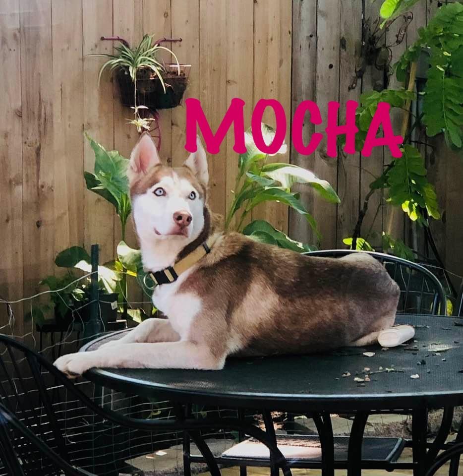 MOCHA