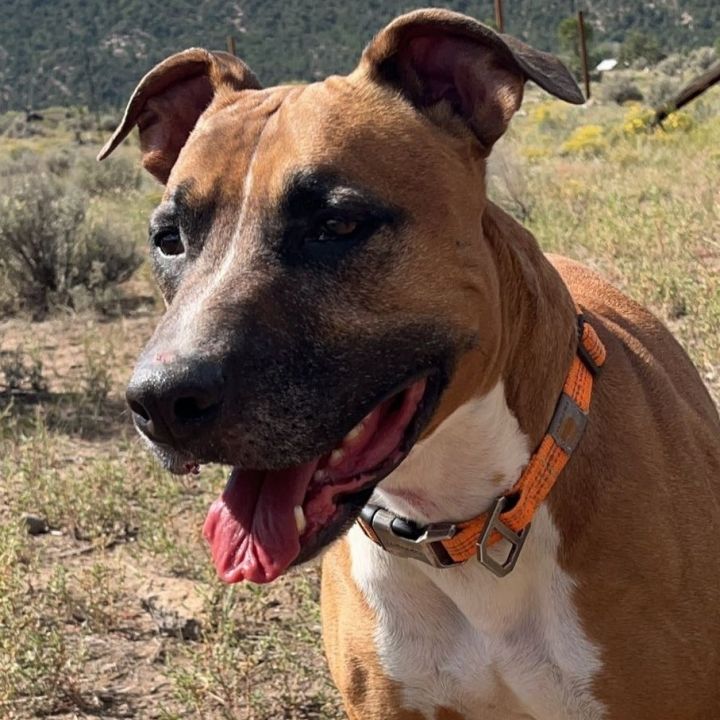Brute, an adoptable Boxer Mix in Ridgway, CO_image-1
