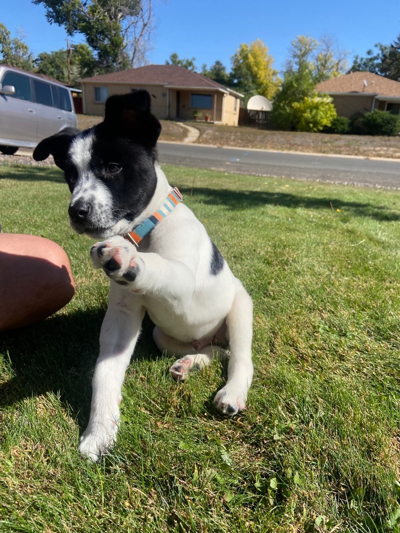 Dog for adoption - Jeffrey, an Australian Cattle Dog / Blue Heeler