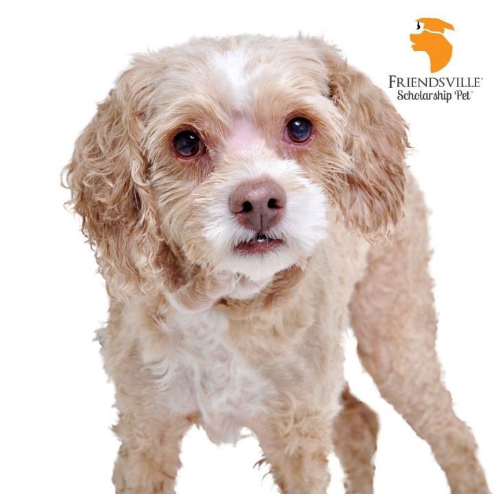 Doc, an adoptable Schnoodle & Poodle Mix in Friendsville, TN_image-1