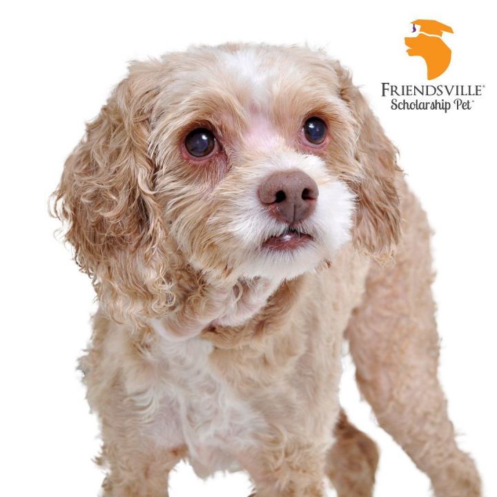 Doc, an adoptable Schnoodle & Poodle Mix in Friendsville, TN_image-2