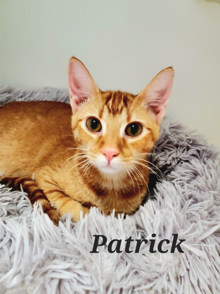 Patrick, an adoptable Domestic Short Hair in Honolulu, HI_image-1