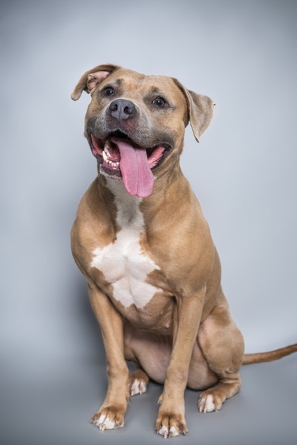 Meadow, an adoptable American Staffordshire Terrier Mix in Phoenix, AZ_image-4