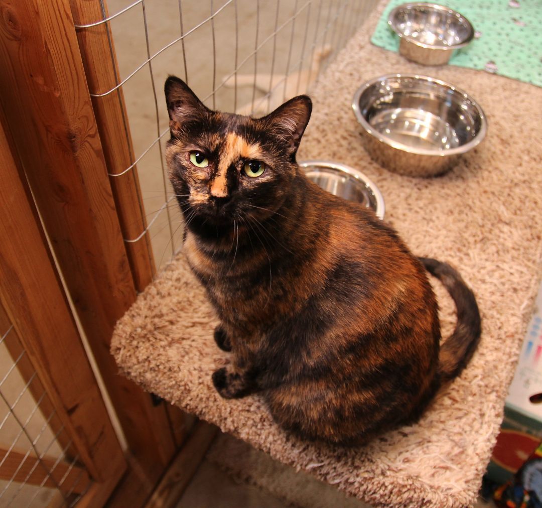 Asia, an adoptable Tortoiseshell in Harrisville, UT, 84404 | Photo Image 1