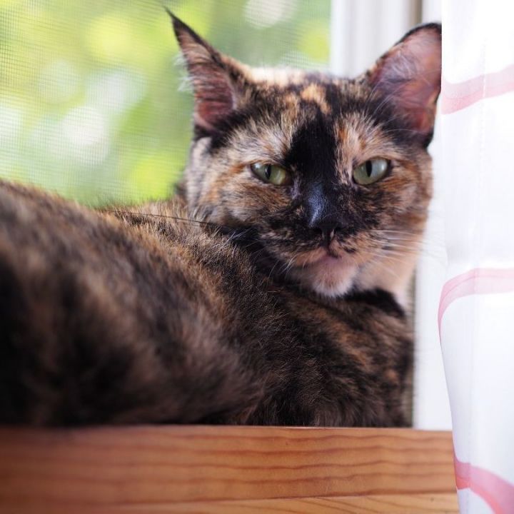 Locket, an adopted Domestic Short Hair & Tortoiseshell Mix in Minneapolis, MN_image-4