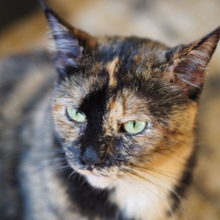 Locket, an adopted Domestic Short Hair & Tortoiseshell Mix in Minneapolis, MN_image-5