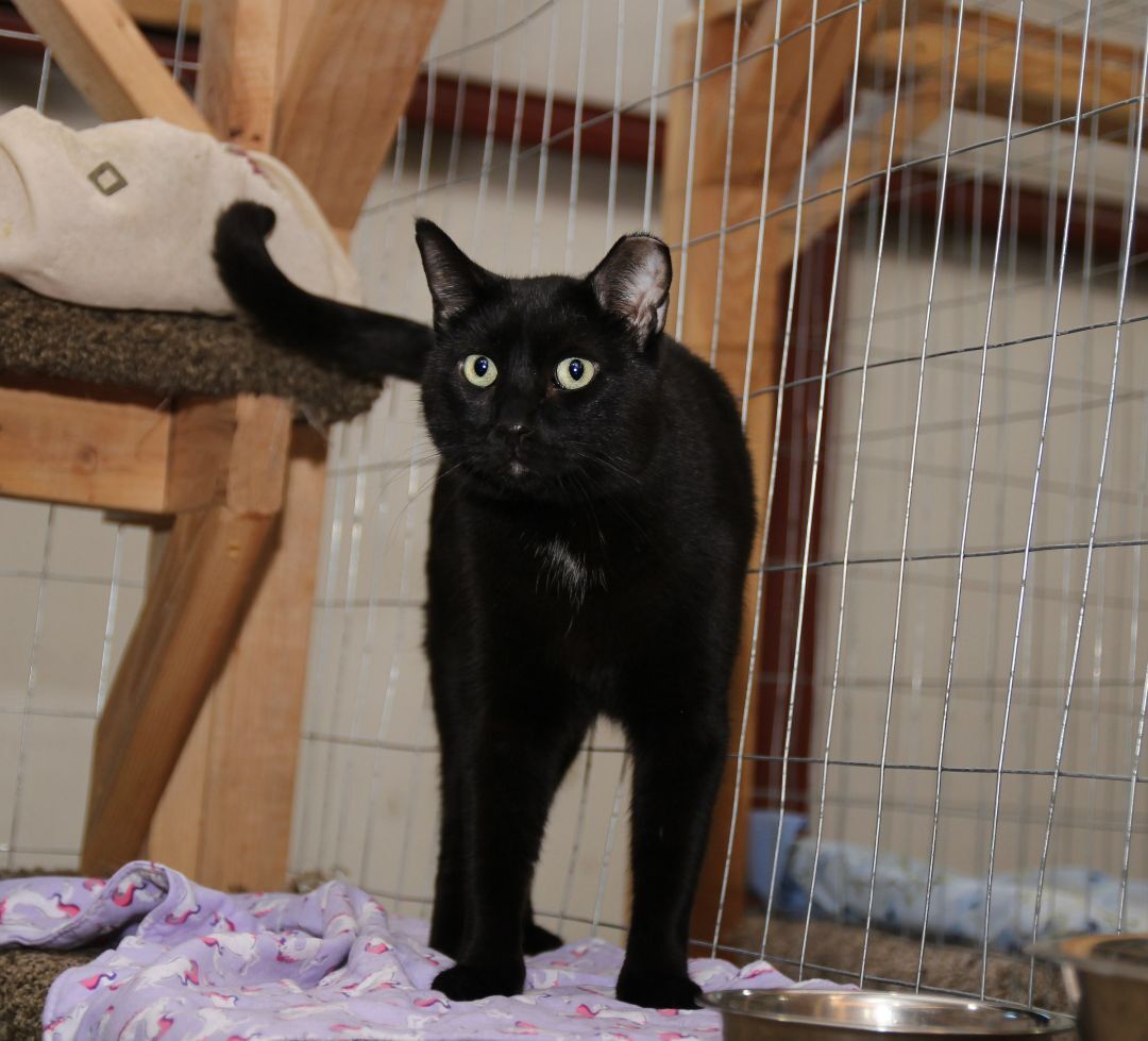 Cash, an adoptable Domestic Short Hair in Harrisville, UT, 84404 | Photo Image 1