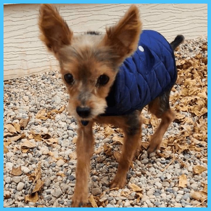 Albert, an adoptable Yorkshire Terrier in Clear Lake, IA_image-1