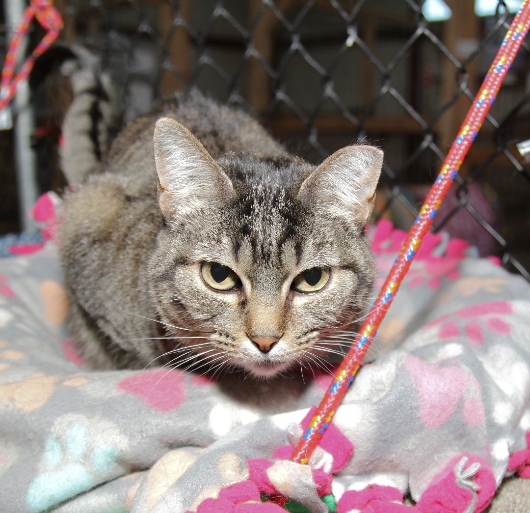 Ellie, an adoptable Tabby in Harrisville, UT, 84404 | Photo Image 1