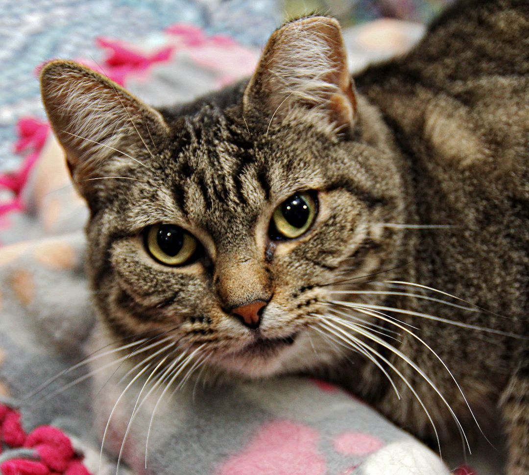 Ellie, an adoptable Tabby in Harrisville, UT, 84404 | Photo Image 2