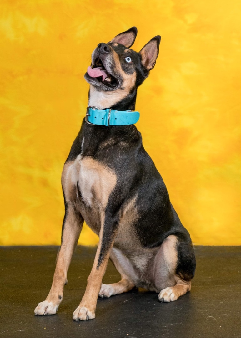 Skye, an adoptable Mixed Breed in Placerville, CA, 95667 | Photo Image 2