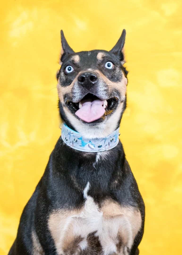 Skye, an adoptable Mixed Breed in Placerville, CA, 95667 | Photo Image 3