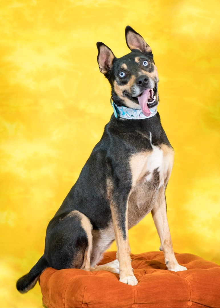 Skye, an adoptable Mixed Breed in Placerville, CA, 95667 | Photo Image 1