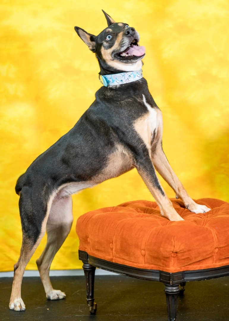 Skye, an adoptable Mixed Breed in Placerville, CA, 95667 | Photo Image 4