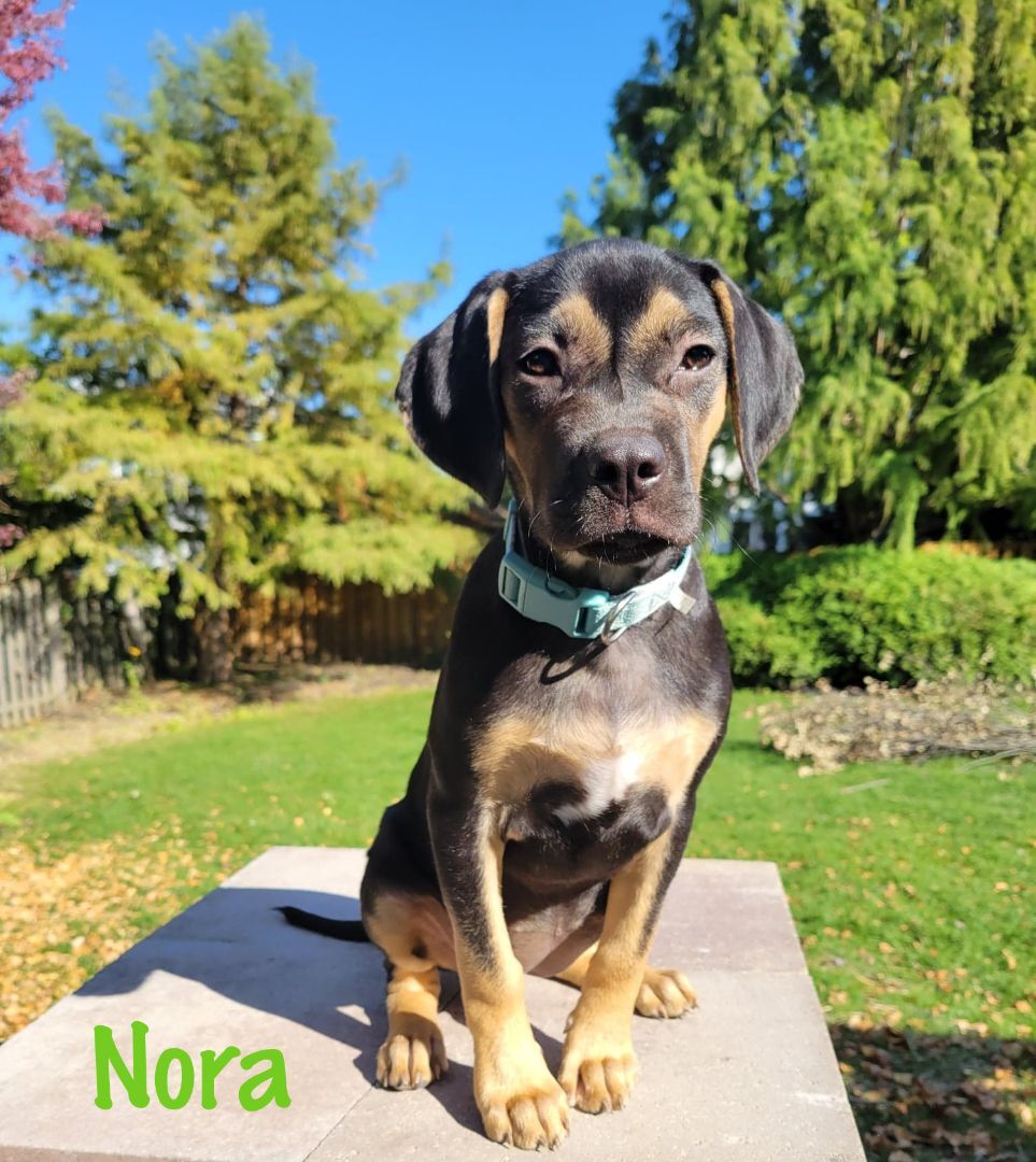 Nora