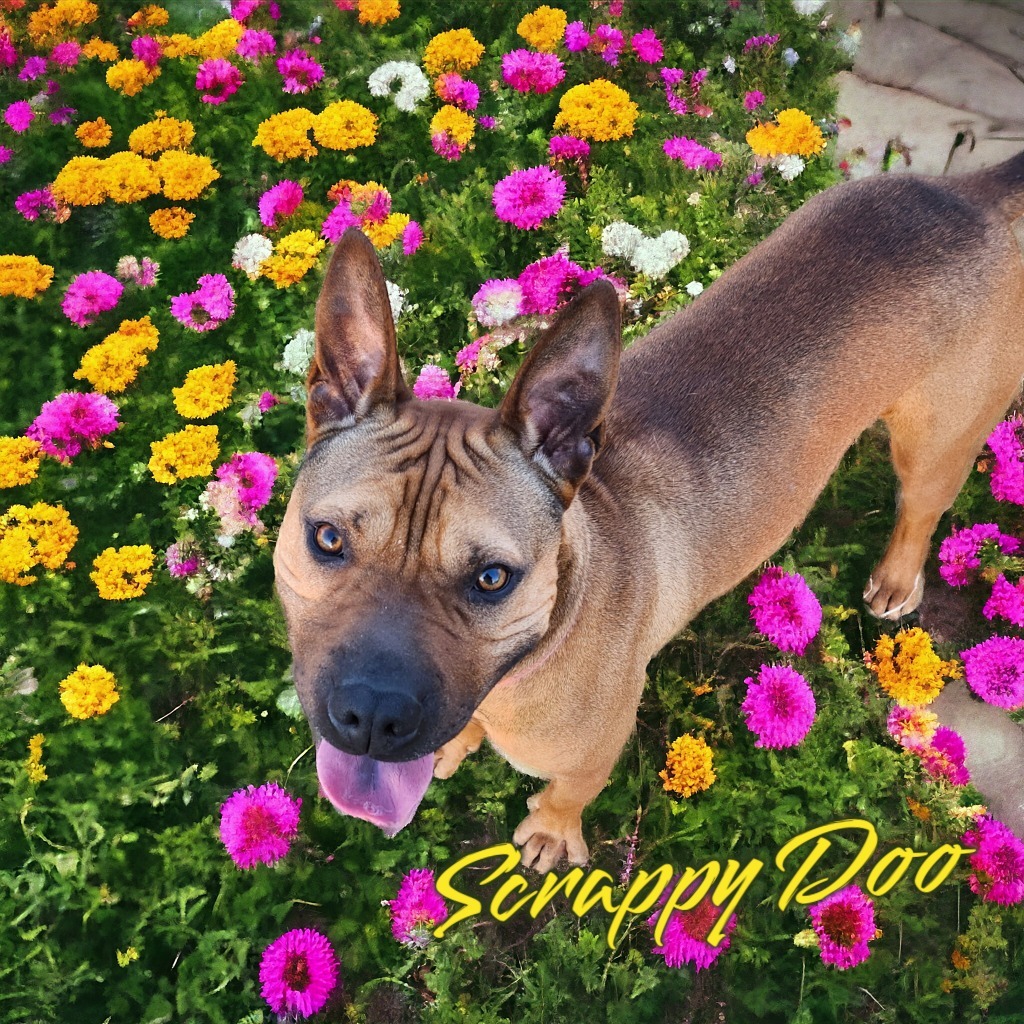Scrappy Doo, an adoptable Shar-Pei, American Staffordshire Terrier in Port Clinton, OH, 43452 | Photo Image 1