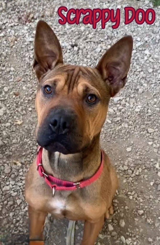 Scrappy Doo, an adoptable Shar-Pei, American Staffordshire Terrier in Port Clinton, OH, 43452 | Photo Image 1