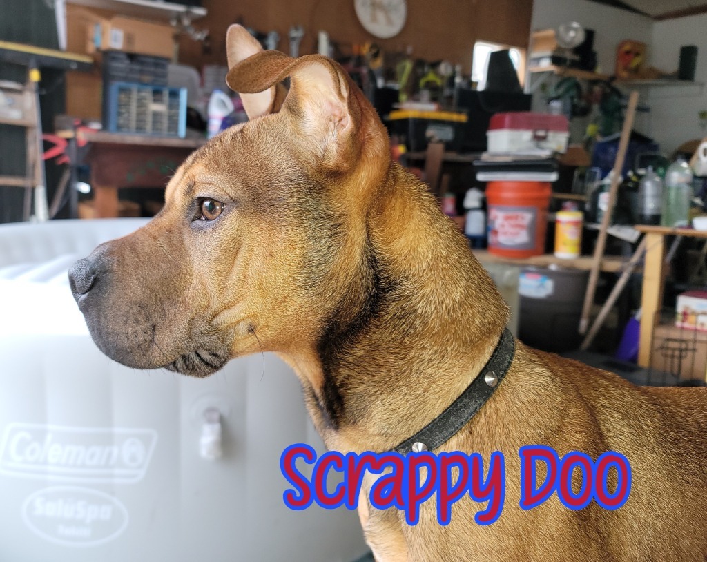 Scrappy Doo, an adoptable Shar-Pei, American Staffordshire Terrier in Port Clinton, OH, 43452 | Photo Image 2