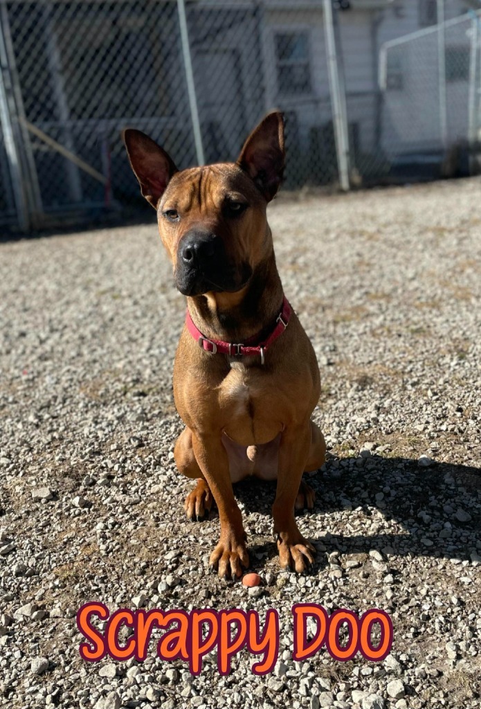 Scrappy Doo, an adoptable Shar-Pei, American Staffordshire Terrier in Port Clinton, OH, 43452 | Photo Image 3