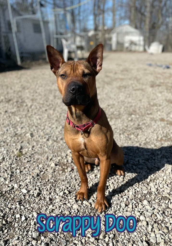 Scrappy Doo, an adoptable Shar-Pei, American Staffordshire Terrier in Port Clinton, OH, 43452 | Photo Image 4