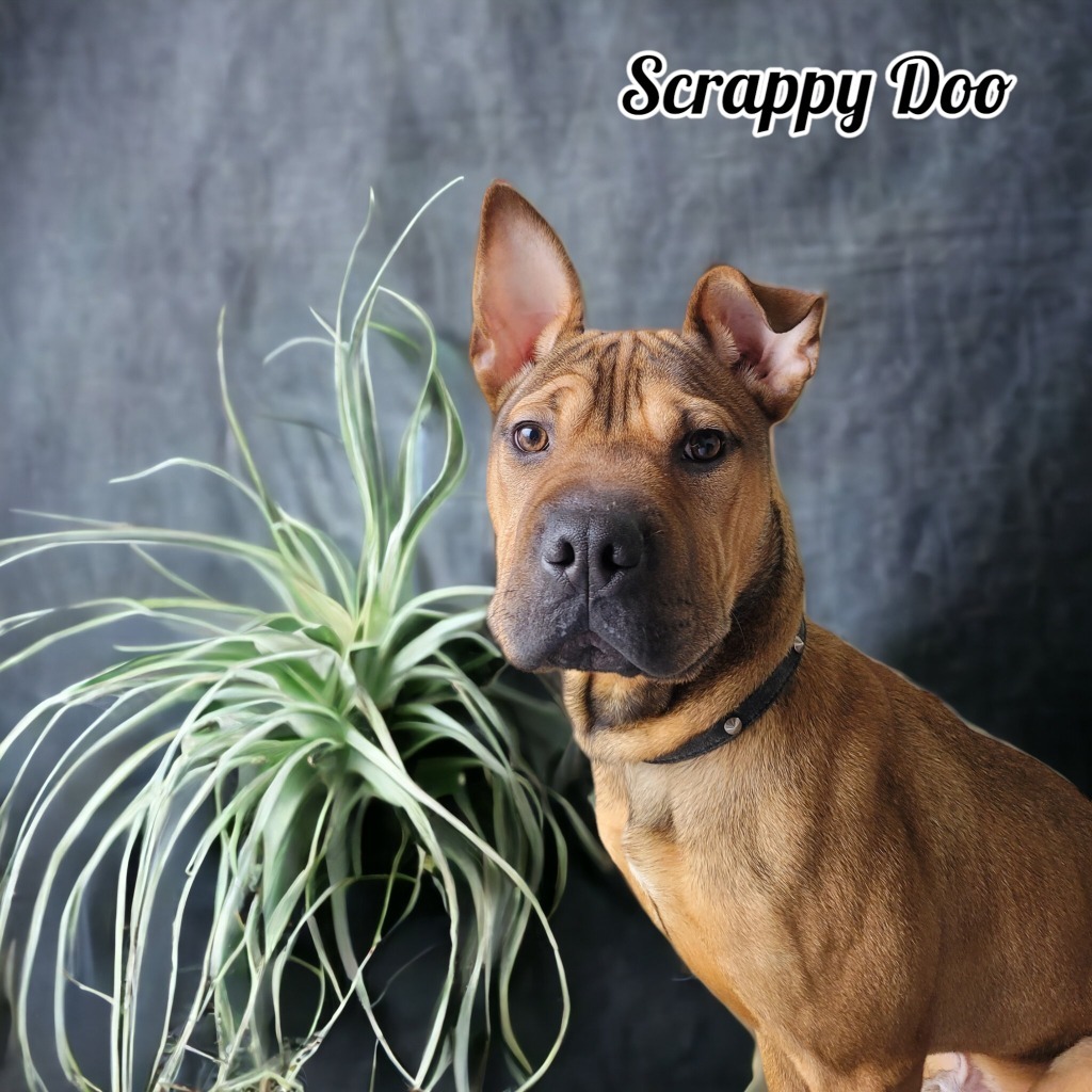 Scrappy Doo, an adoptable Shar-Pei, American Staffordshire Terrier in Port Clinton, OH, 43452 | Photo Image 4