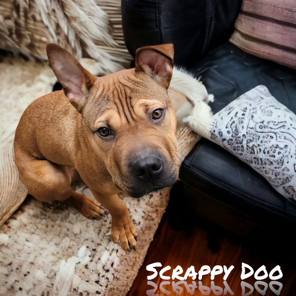 Scrappy Doo, an adoptable Shar-Pei, American Staffordshire Terrier in Port Clinton, OH, 43452 | Photo Image 5