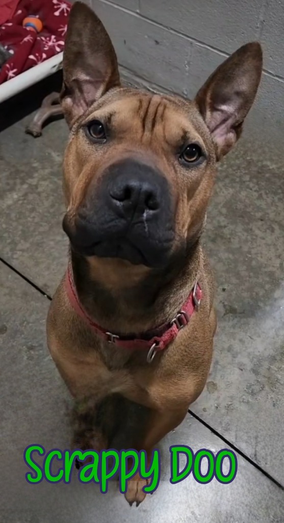 Scrappy Doo, an adoptable Shar-Pei, American Staffordshire Terrier in Port Clinton, OH, 43452 | Photo Image 6