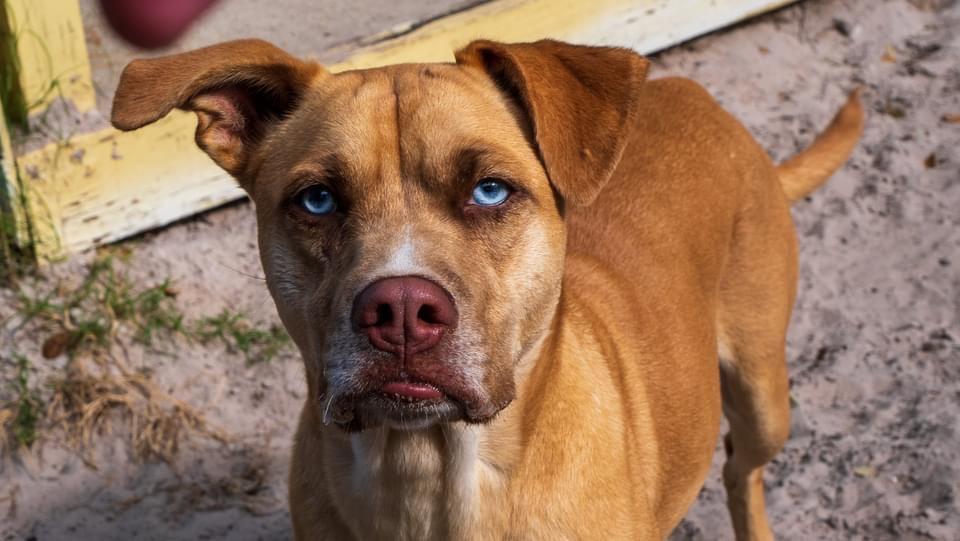 Frenchie, an adoptable Labrador Retriever in Fulton, TX, 78358 | Photo Image 1