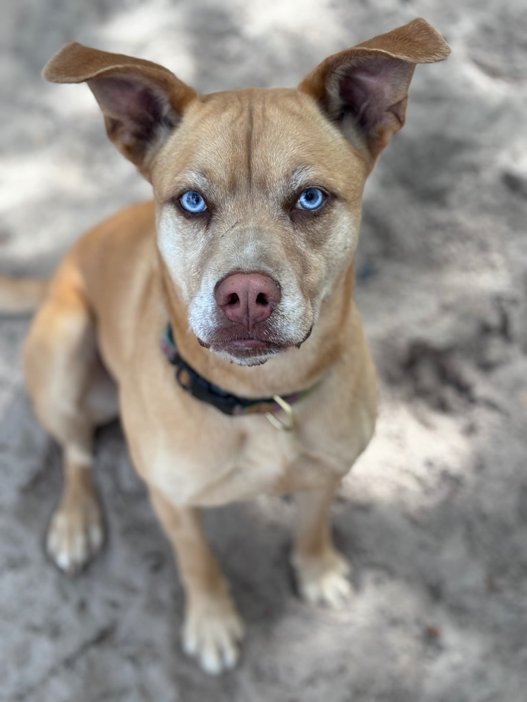 Frenchie, an adoptable Labrador Retriever in Fulton, TX, 78358 | Photo Image 1