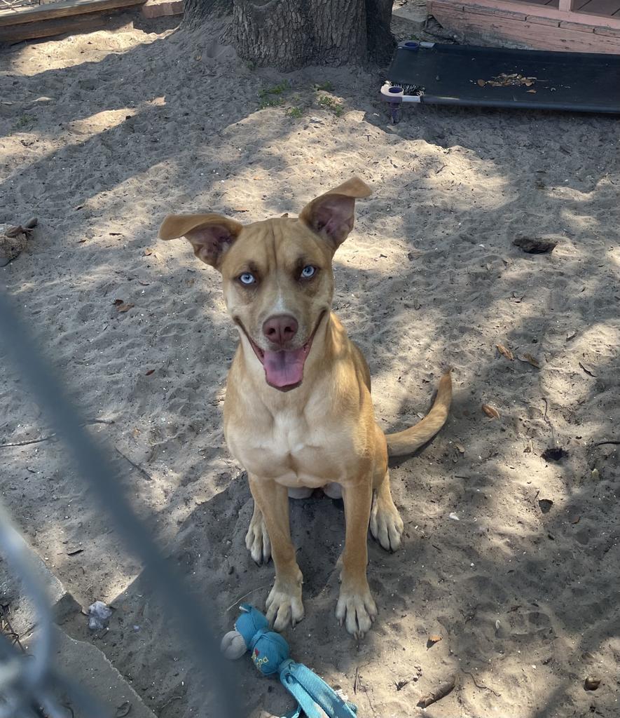 Frenchie, an adoptable Labrador Retriever in Fulton, TX, 78358 | Photo Image 2