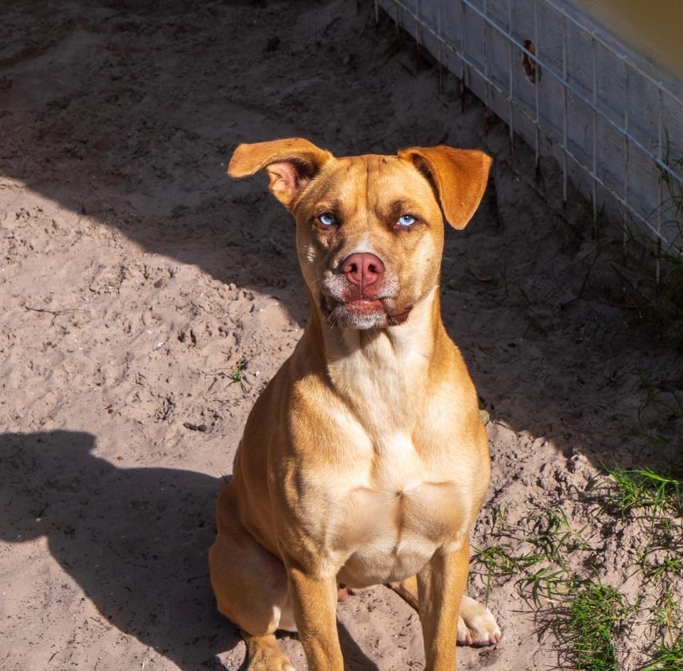 Frenchie, an adoptable Labrador Retriever in Fulton, TX, 78358 | Photo Image 3