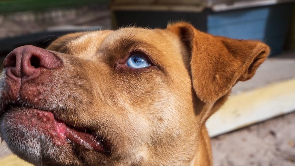 Frenchie, an adoptable Labrador Retriever in Fulton, TX, 78358 | Photo Image 5