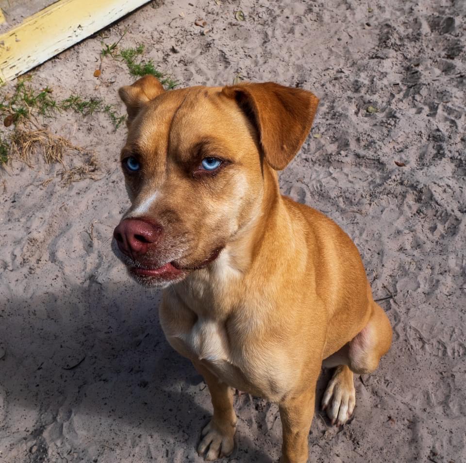 Frenchie, an adoptable Labrador Retriever in Fulton, TX, 78358 | Photo Image 5