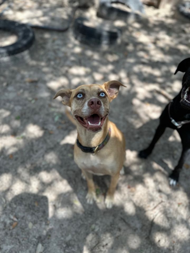 Frenchie, an adoptable Labrador Retriever Mix in Fulton, TX_image-6