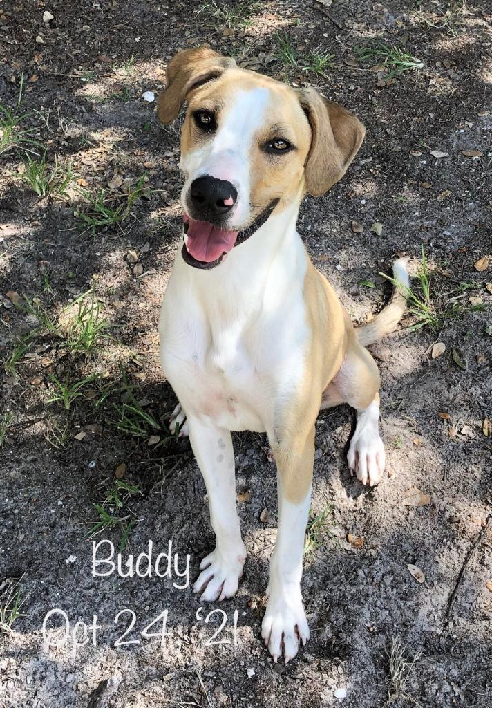 Buddy, an adoptable Foxhound & Greyhound Mix in Fulton, TX_image-1