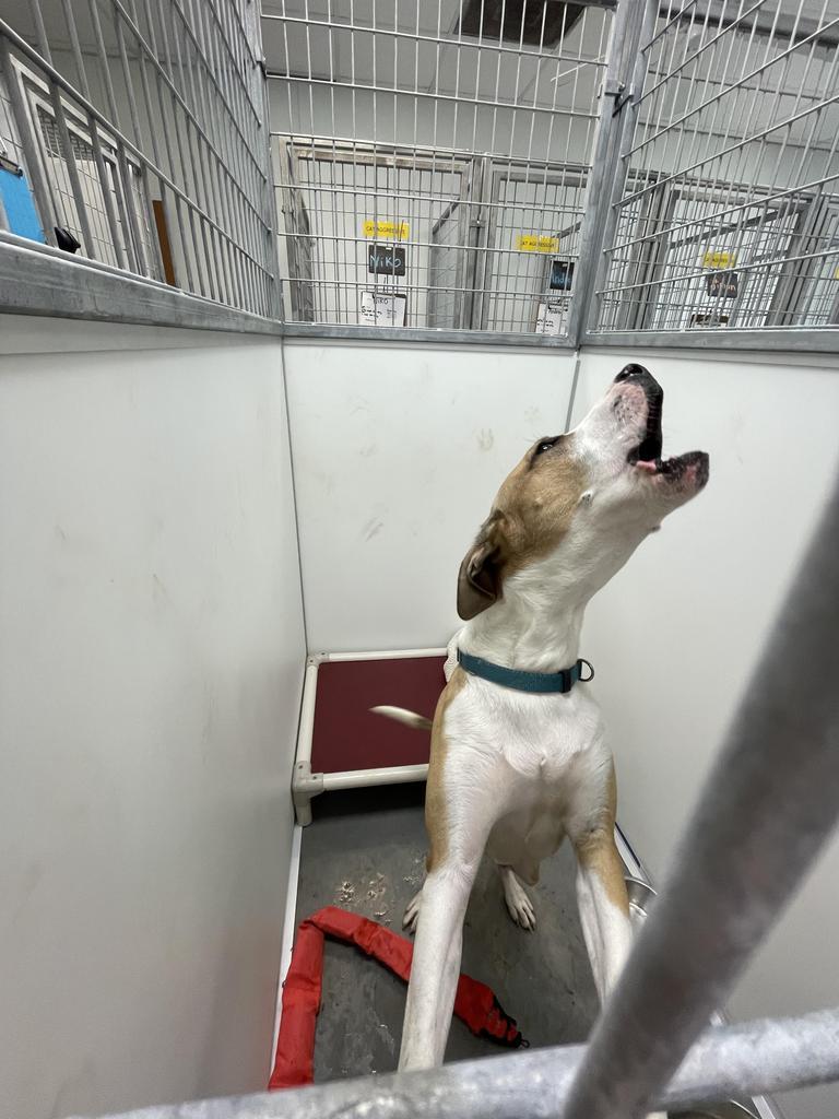 Buddy, an adoptable Foxhound, Greyhound in Fulton, TX, 78358 | Photo Image 2