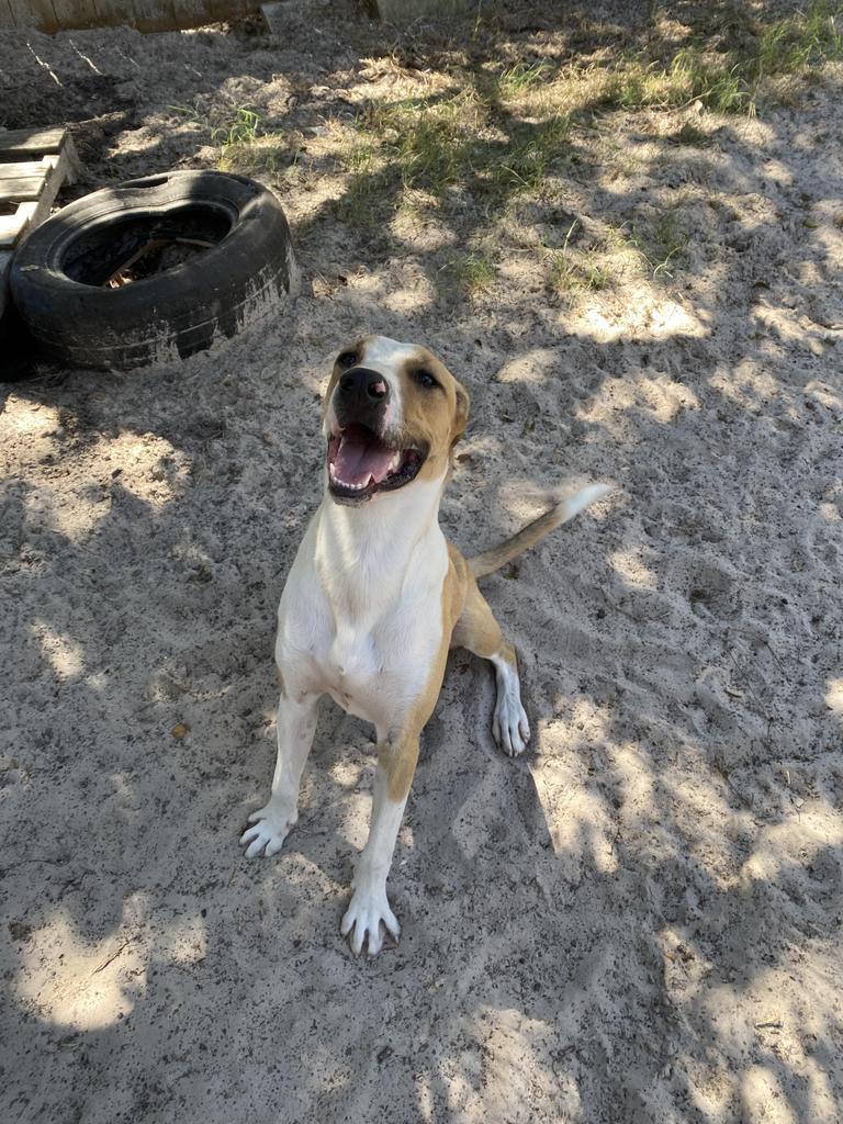 Buddy, an adoptable Foxhound, Greyhound in Fulton, TX, 78358 | Photo Image 3