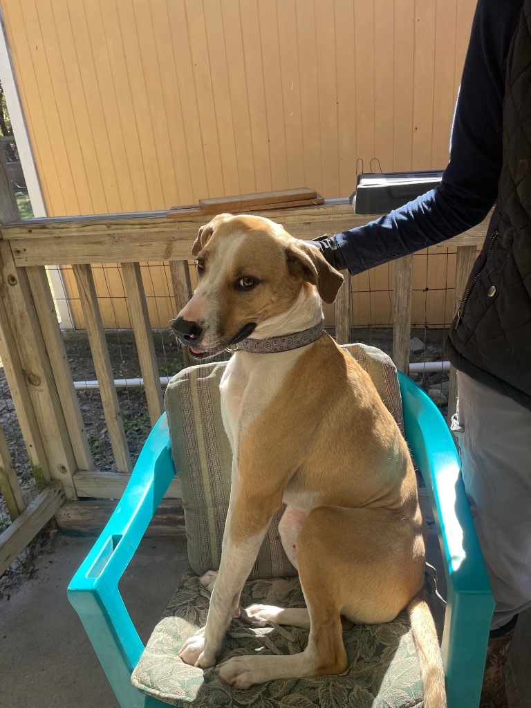 Buddy, an adoptable Foxhound, Greyhound in Fulton, TX, 78358 | Photo Image 4